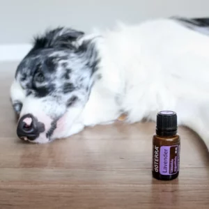 Pets and Essential Oils